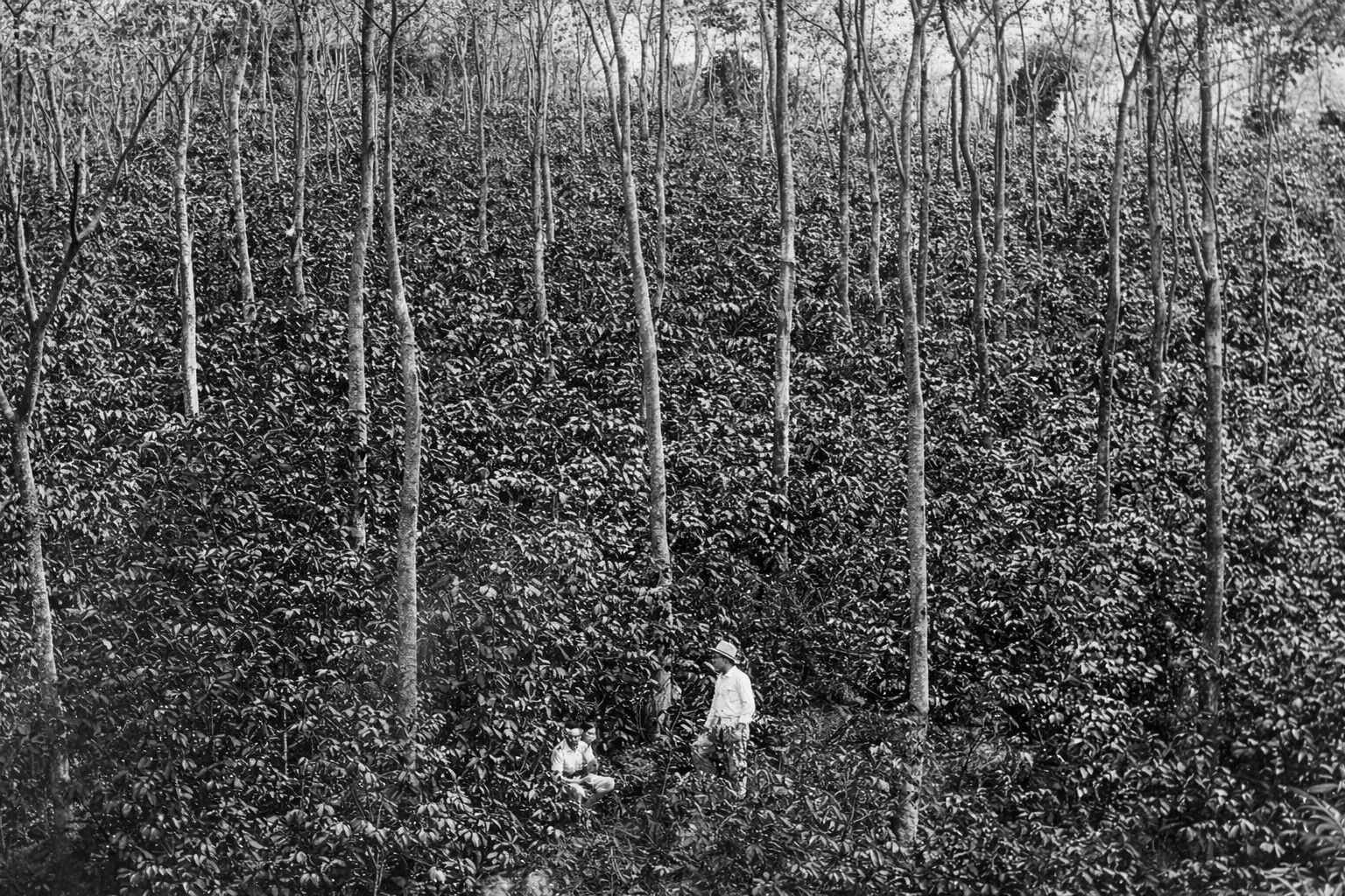 Historic coffee trade story of Java