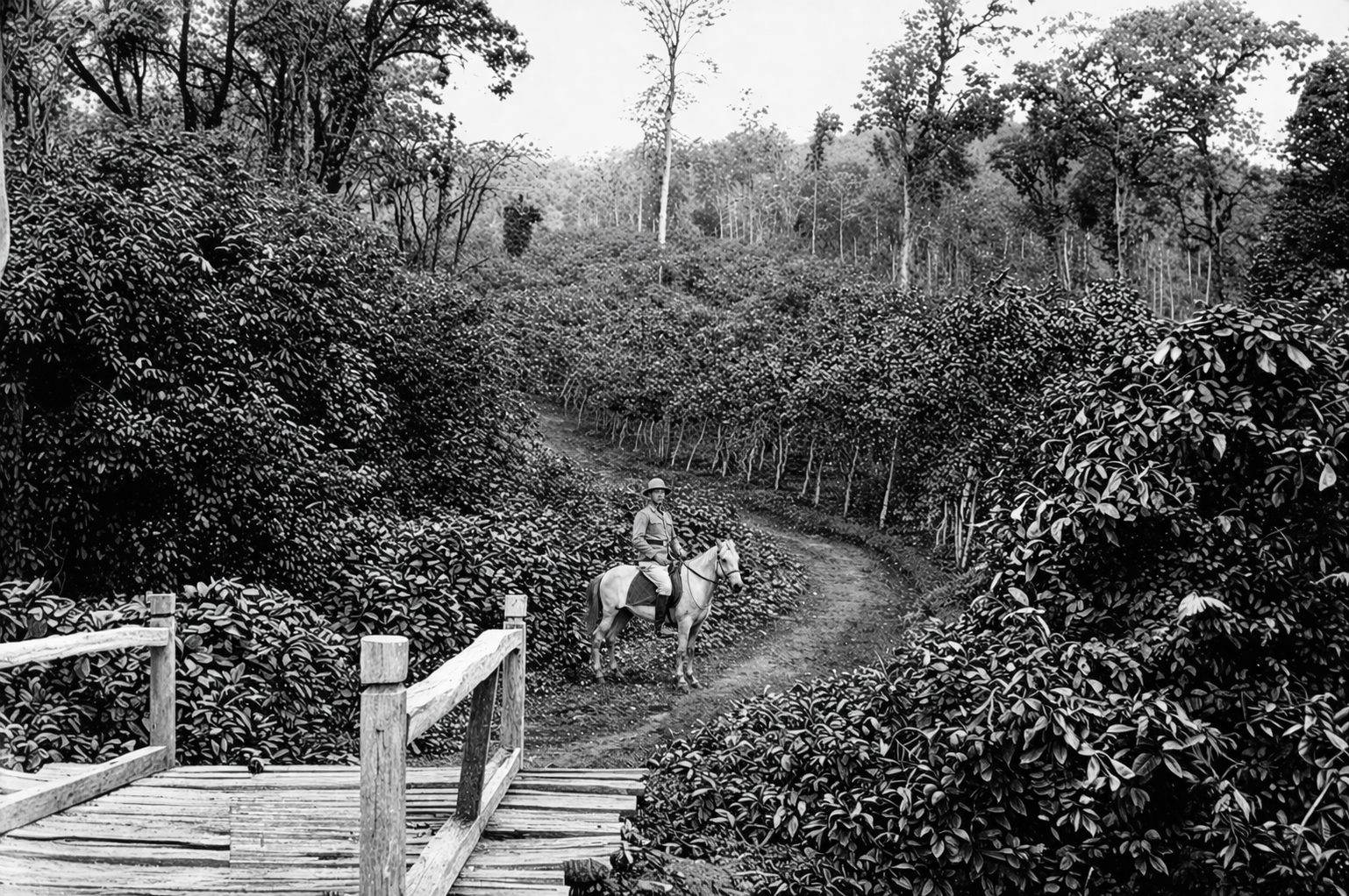 Java Preanger highland coffee landscape